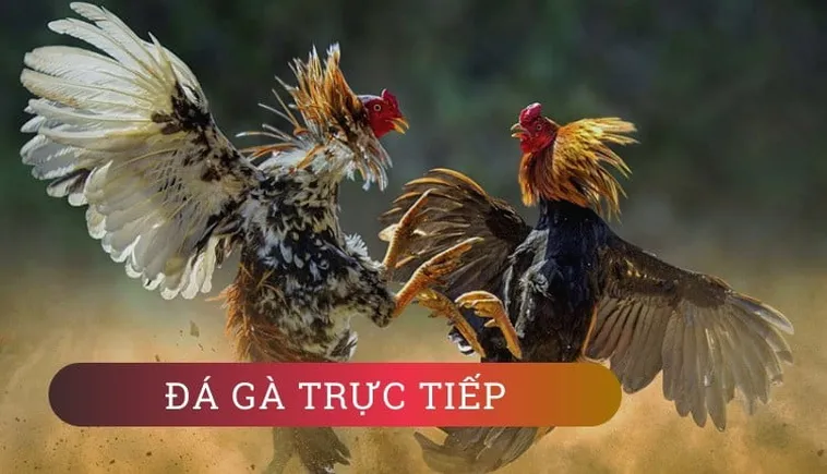 Cách Chơi Đá Gà GA28 Tại 777Loc Dễ Thắng Cho Tân Thủ