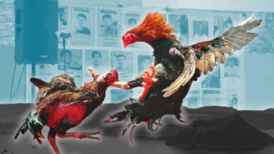 Cách Chơi Đá Gà Sabong Tại 777Loc Thú Vị Cho Người Mới