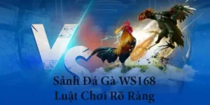 Cách Chơi Đá Gà WS168 Tại 777Loc Kịch Tính Nhất Cho Người Mới